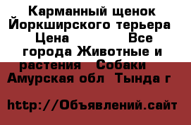 Карманный щенок Йоркширского терьера › Цена ­ 30 000 - Все города Животные и растения » Собаки   . Амурская обл.,Тында г.